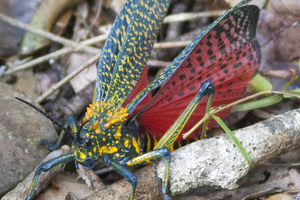 Nature of Madagascar