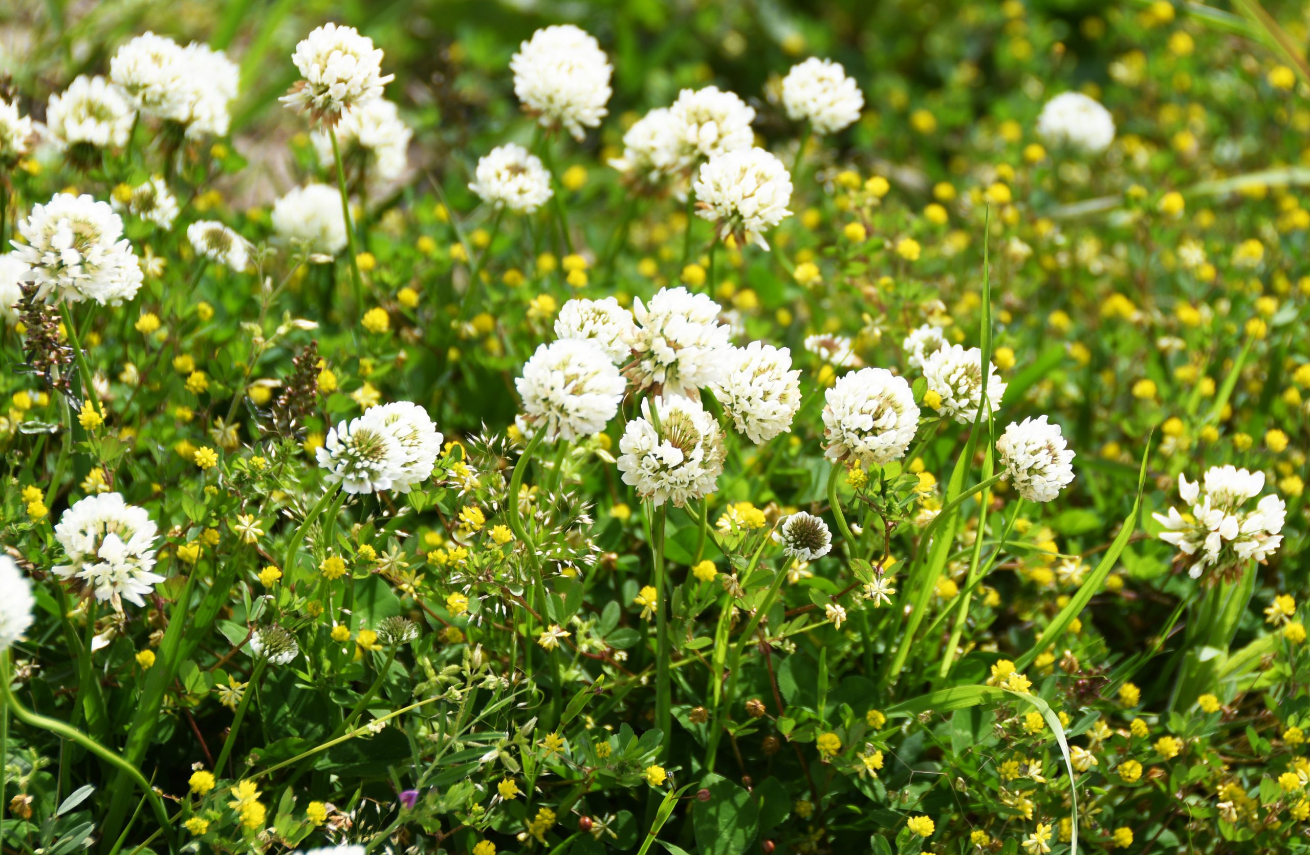 白つめくさ – 一般社団法人三重県病院協会