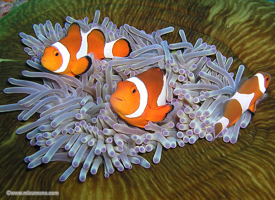 クマノミの基礎知識｜クマノミにまつわるエトセトラ｜｜﻿熱帯魚のこと