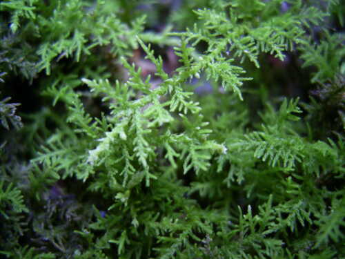 図鑑シノブゴケ