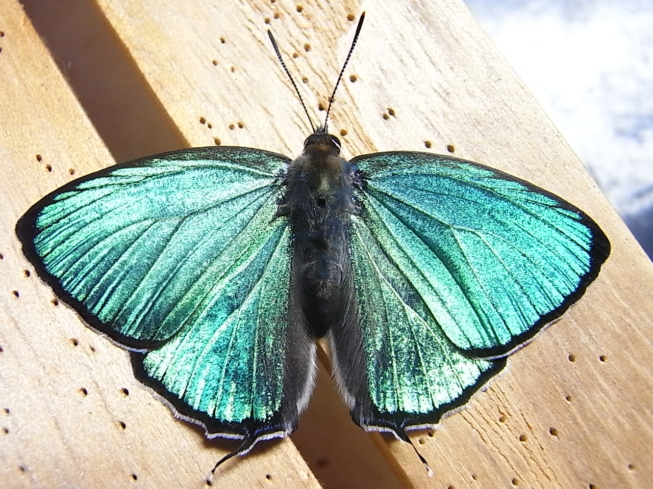 キリシマミドリシジミAB型かな？（2012.6.1）