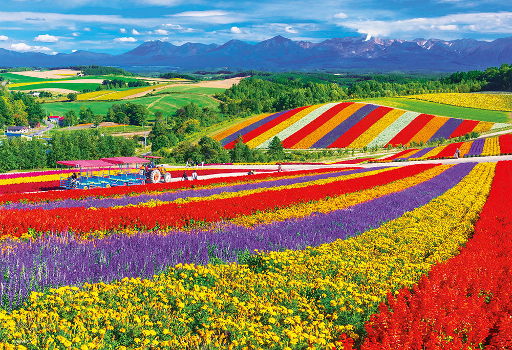 美瑛の花咲く丘 – BEVERLY