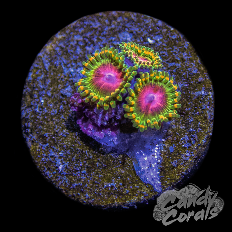 Awesome Blossom Zoa Frag Z25 – Candy Corals