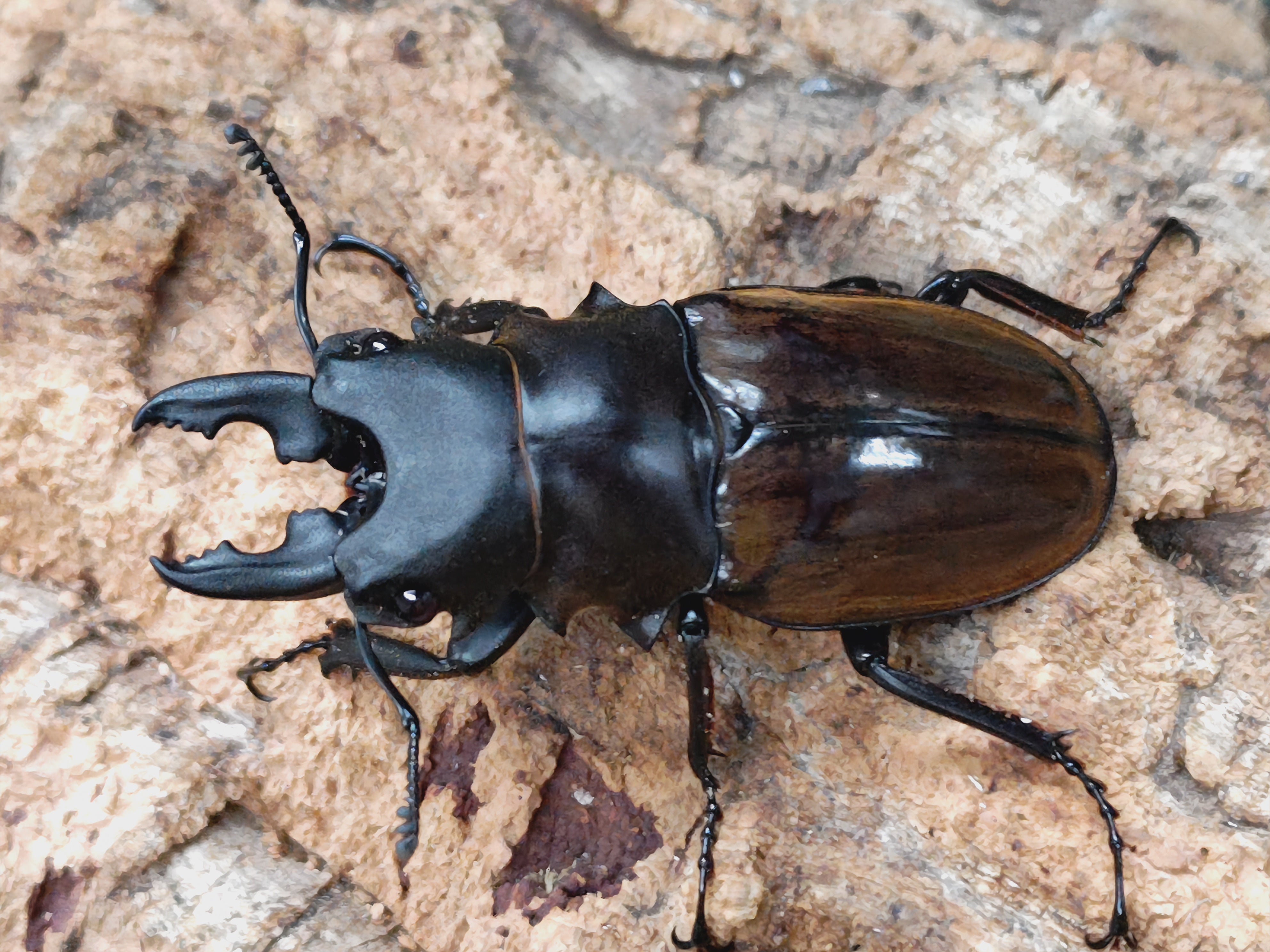 2025.4.15.新入荷!! – クワガタムシ・カブトムシ昆虫専門店COLORS