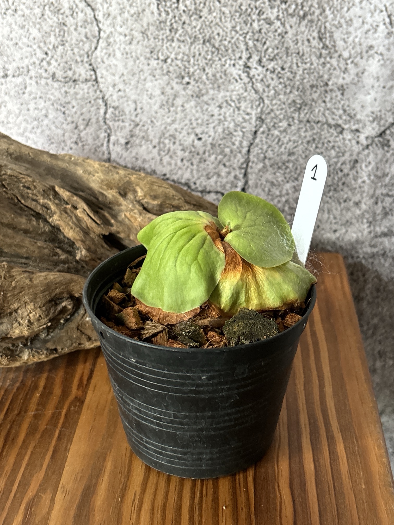 Frontier Plants】7月26日販売予定のビカクシダの価格と画像を紹介