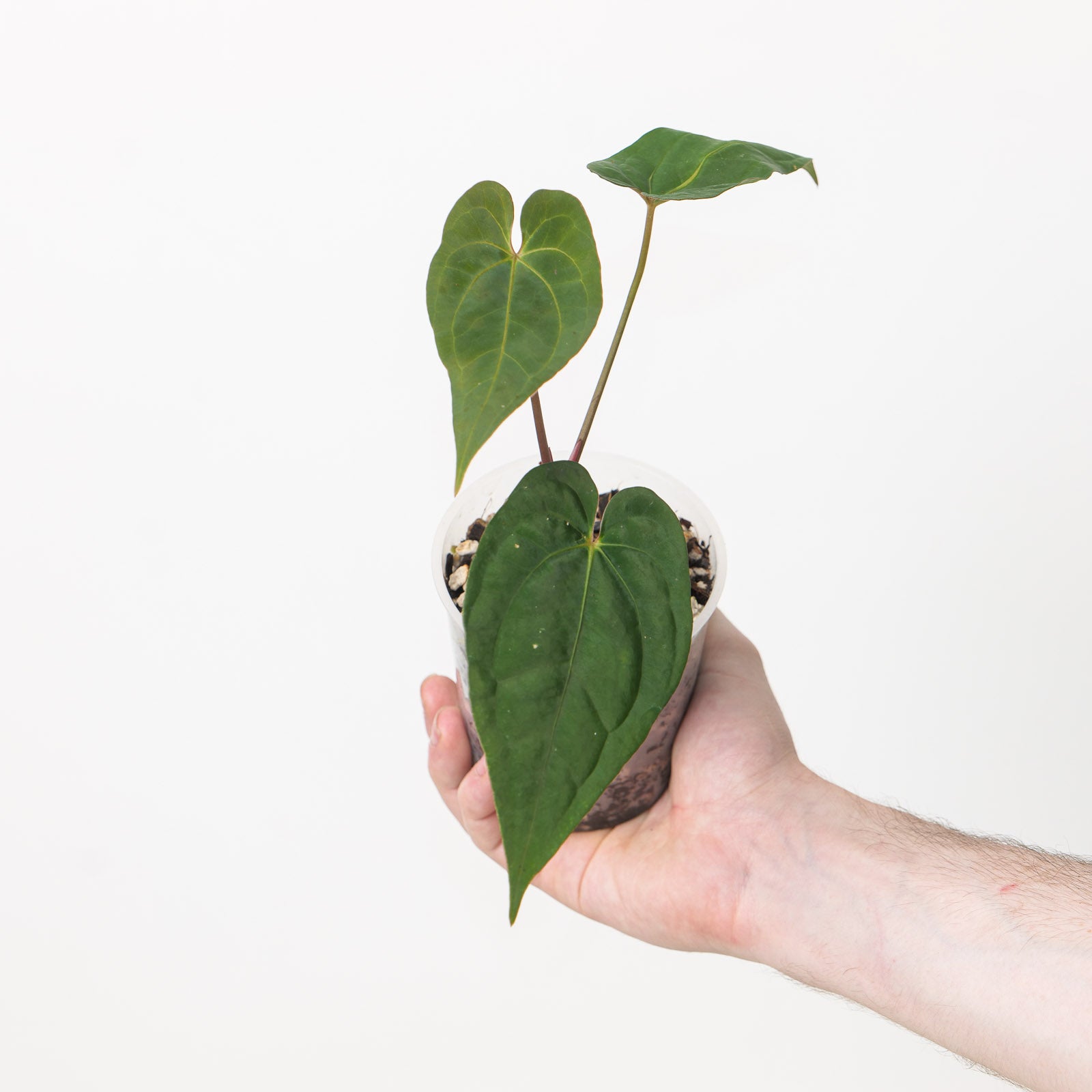 Anthurium Ace of Spades (Indo Form) | Plants | GrowTropicals.com