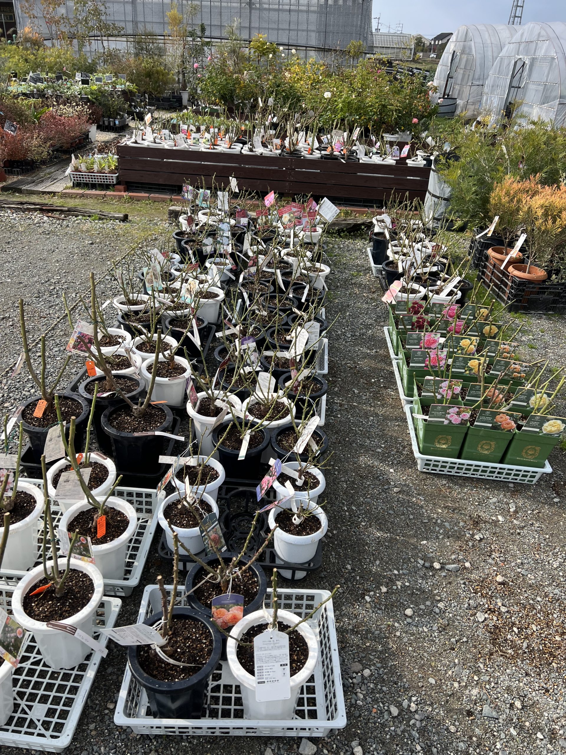 バラ苗入荷！！ – 【公式】花伝 | 福岡県久留米市の園芸店