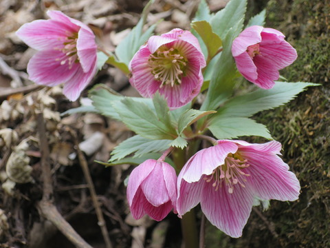 2018秋輸入チベタヌス予約販売始めます : 浅間クリスマスローズ