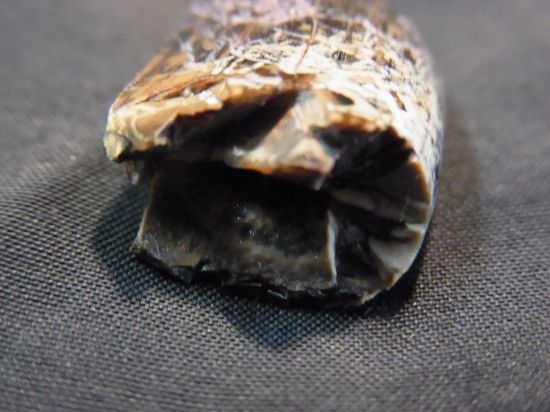 ナノティラヌス実物歯化石③