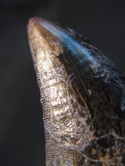 ナノティラヌス実物歯化石③