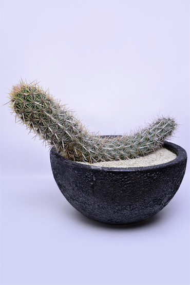 ステノセレウス 入鹿 | 叢 – くさむら – Qusamura