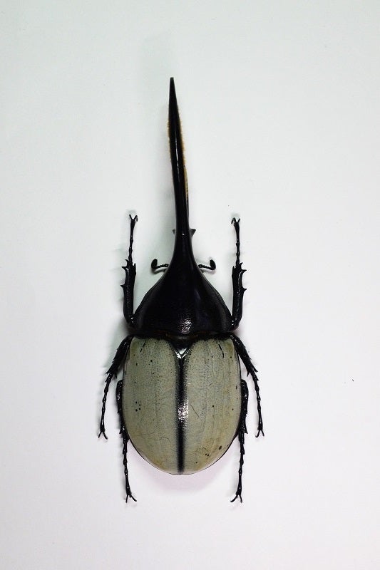 ヘラクレス・エクアトリアヌスの個体差異 (D. hercules ecuatorianus