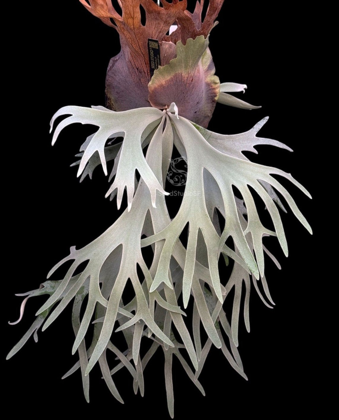 Platycerium willinckii 