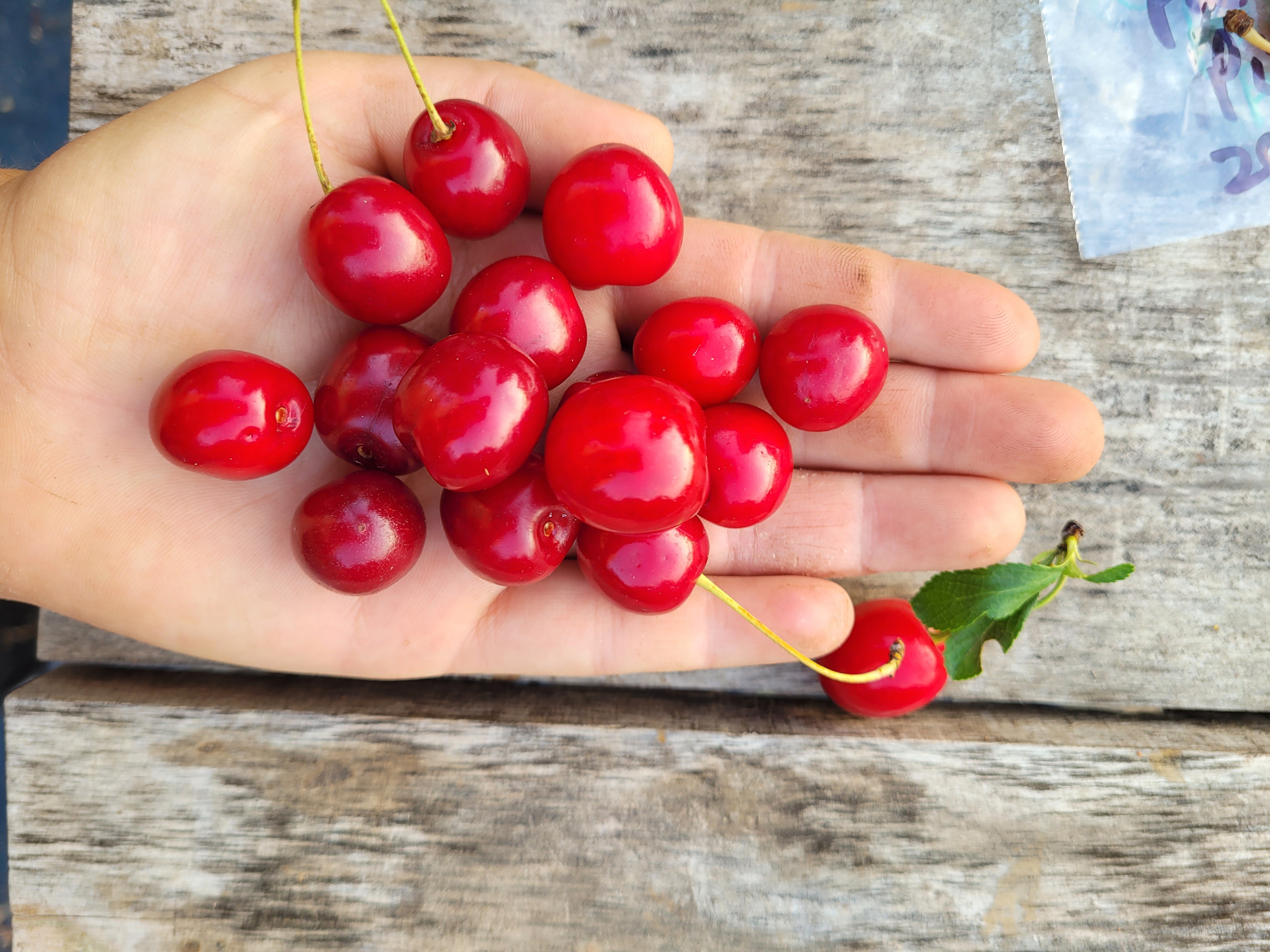 Dwarf Sour Cherry Bushes – Silver Creek Nursery Ltd.