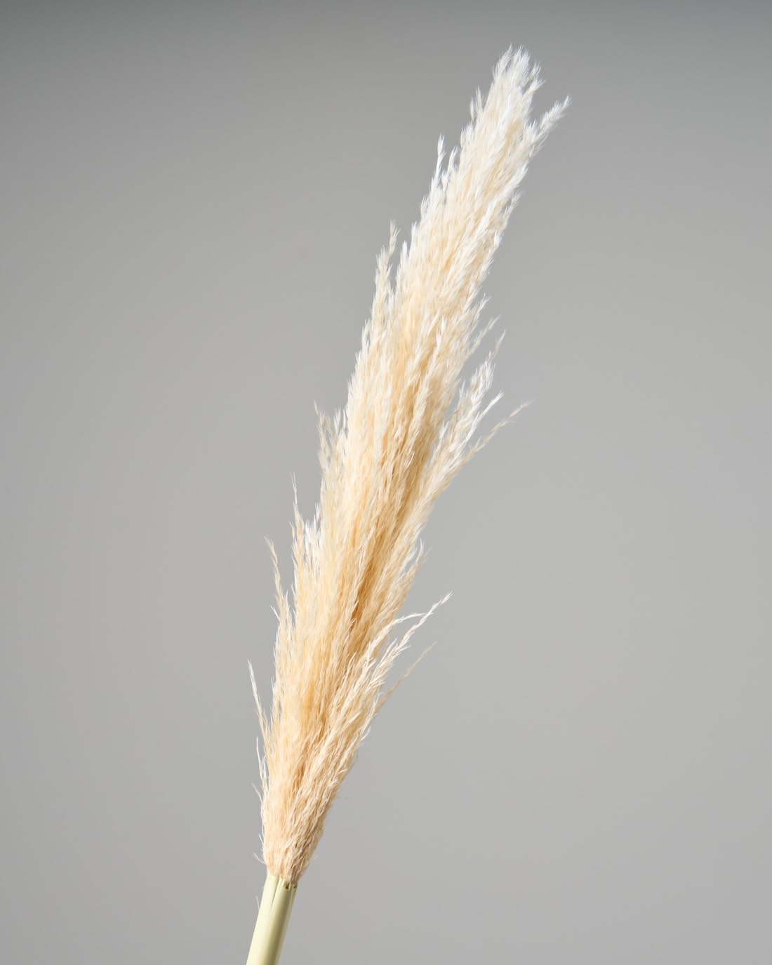 ドライフラワー］パンパスグラス商品ページ - 土と風の植物園