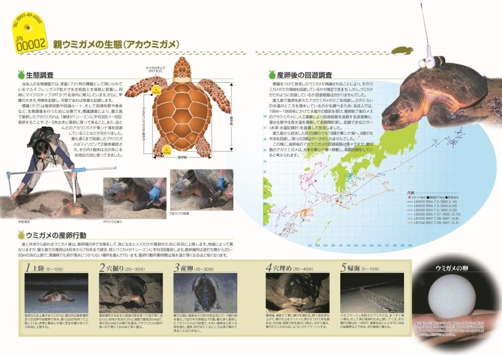 ウミガメの生態 - NPO法人 屋久島うみがめ館