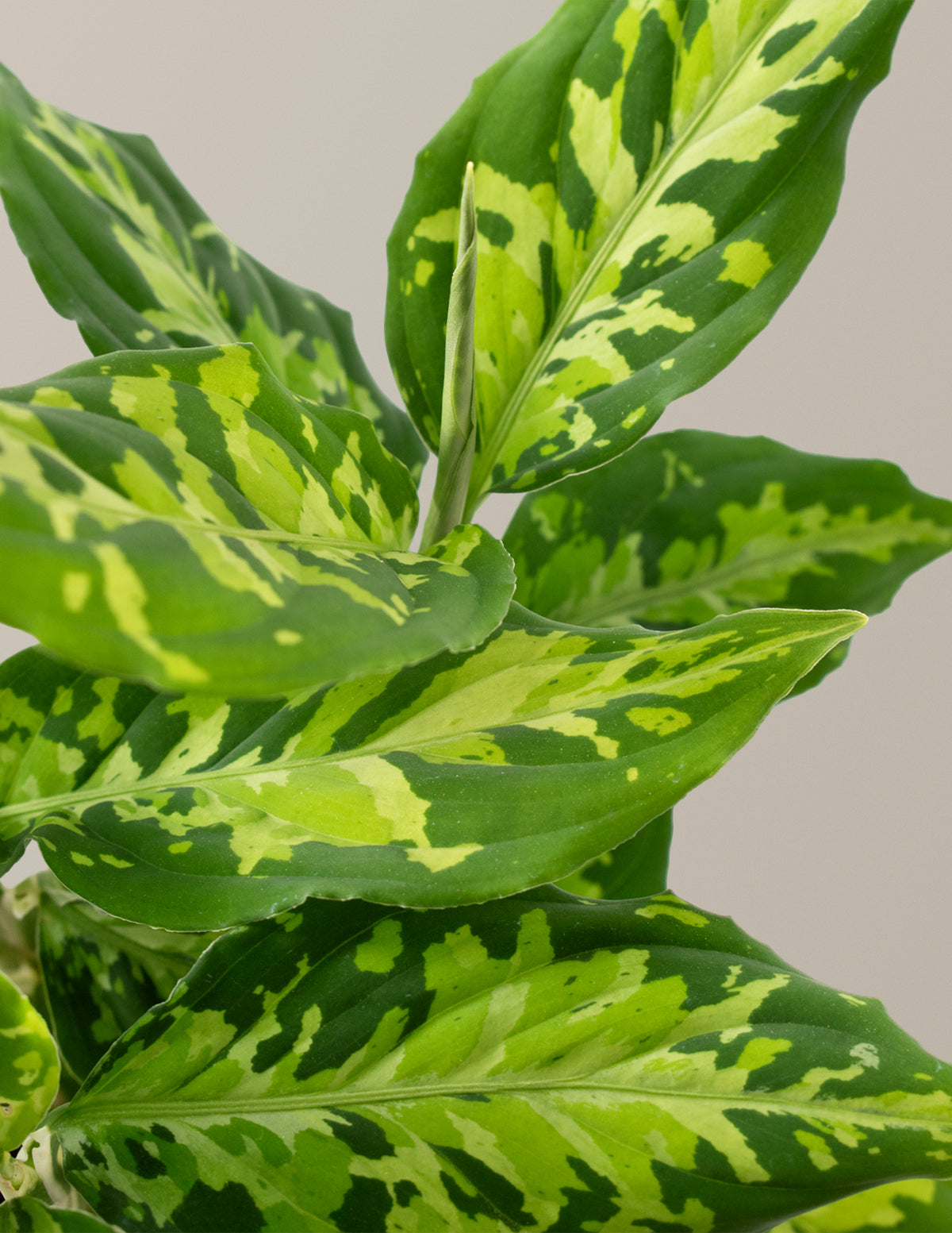 Aglaonema Pictum Tricolor| Unique and Rare Houseplants for