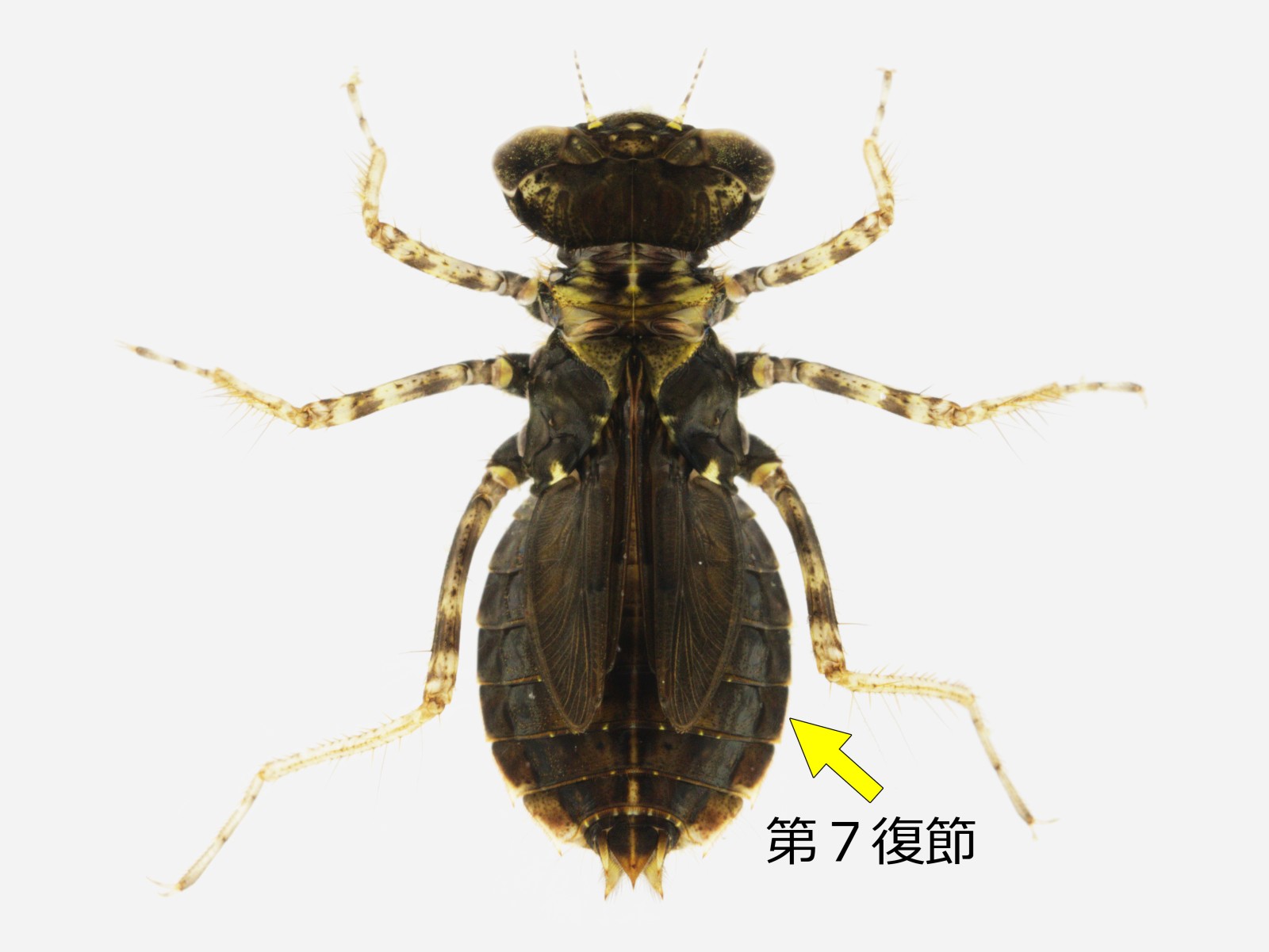 西表島のヤゴ | ヤゴの全て/ヤゴとトンボの情報
