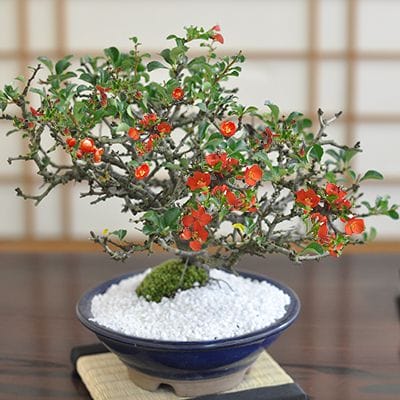 四国長寿梅 豪華絢爛 の盆栽を販売｜盆栽妙 – 盆栽妙 本店