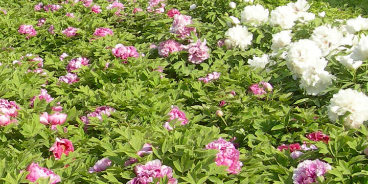 ZX-CB7_菏泽中欣牡丹园艺有限公司