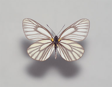 ミヤマシロチョウ標本