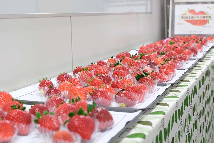 過去最大の出品数！ 『第2回全国いちご選手権』に潜入。 - 野菜大好き