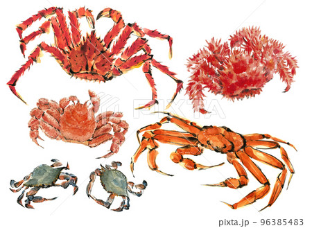水彩で描いたタラバ蟹 花咲蟹 ズワイガニ 渡蟹 毛蟹のセットイラスト