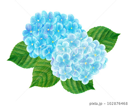 青いアジサイの手描き色鉛筆画のイラスト素材 [102876468] - PIXTA