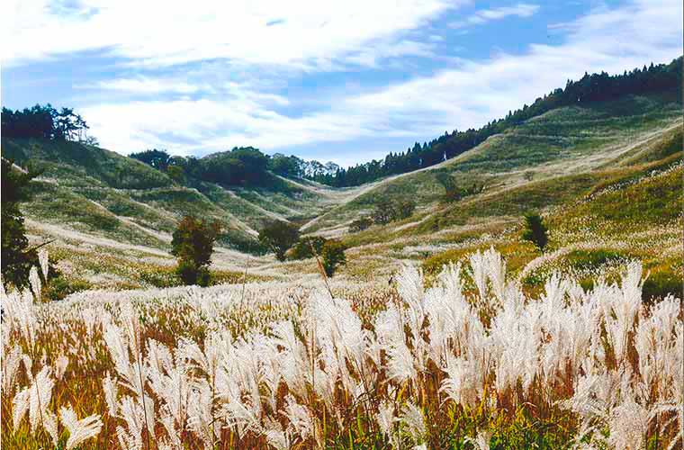 神河町】一度は見たい秋の絶景！ススキの大草原が広がる砥峰高原で