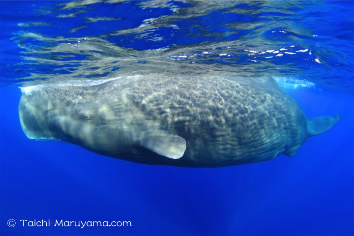 マッコウクジラの最新水中映像 - 丸山太一