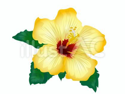 ハイビスカス黄色イラスト - No: 1478869｜無料イラスト・フリー素材