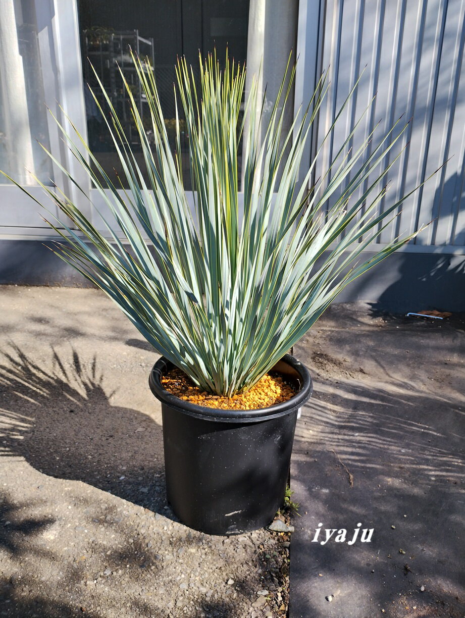 楽天市場】ユッカ ロストラータ（サイズ（植木鉢）7 ～ 9号）（花