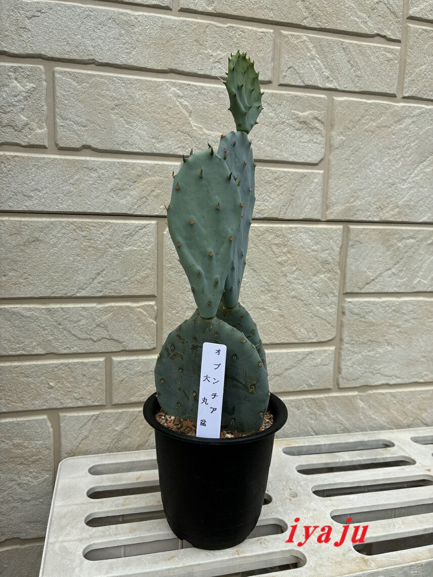 楽天市場】大丸盆の通販