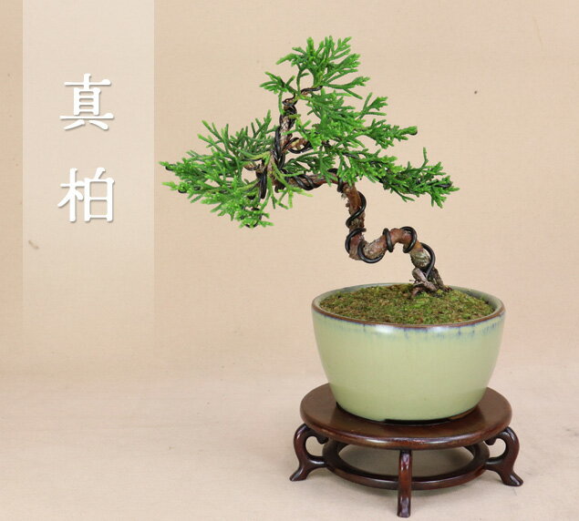 楽天市場】盆栽 真柏の通販