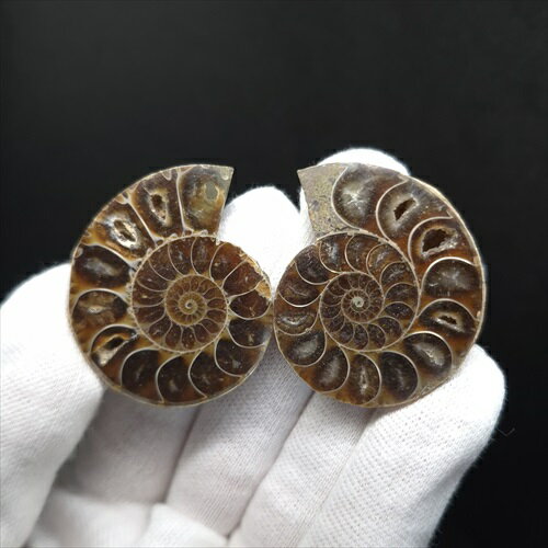 楽天市場】ウミユリ化石の通販