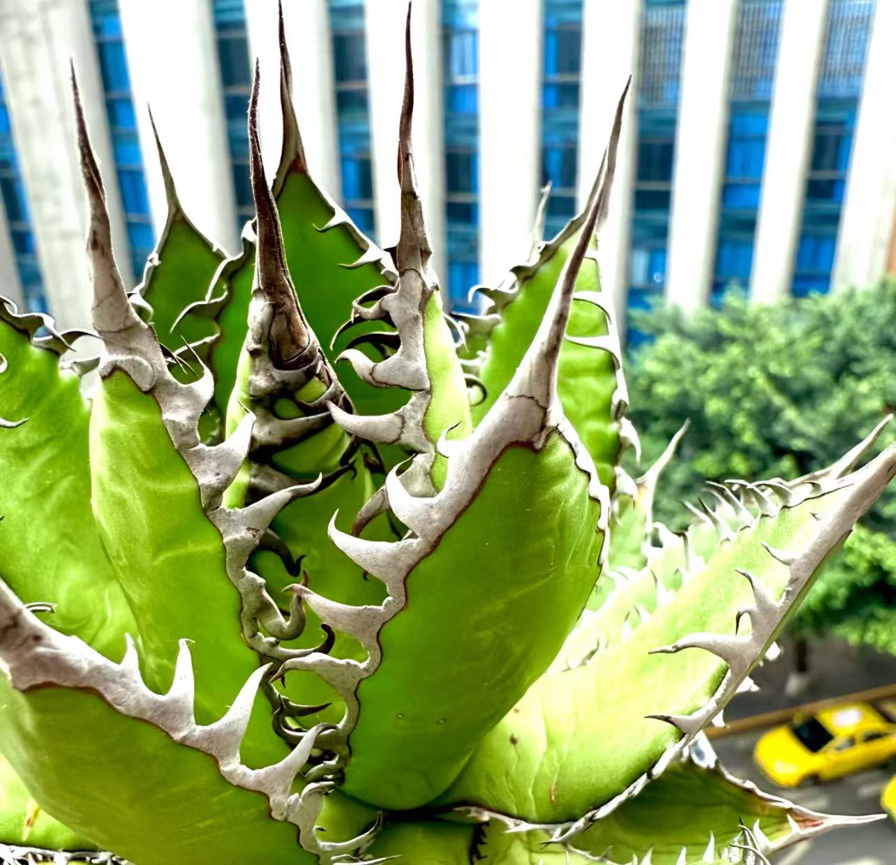 楽天市場】アガベ 大の通販