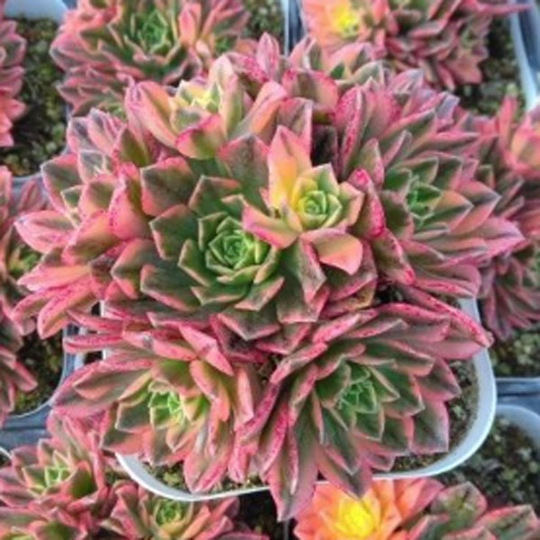 楽天市場】アエオニウム（花・観葉植物｜花・ガーデン・DIY）の通販