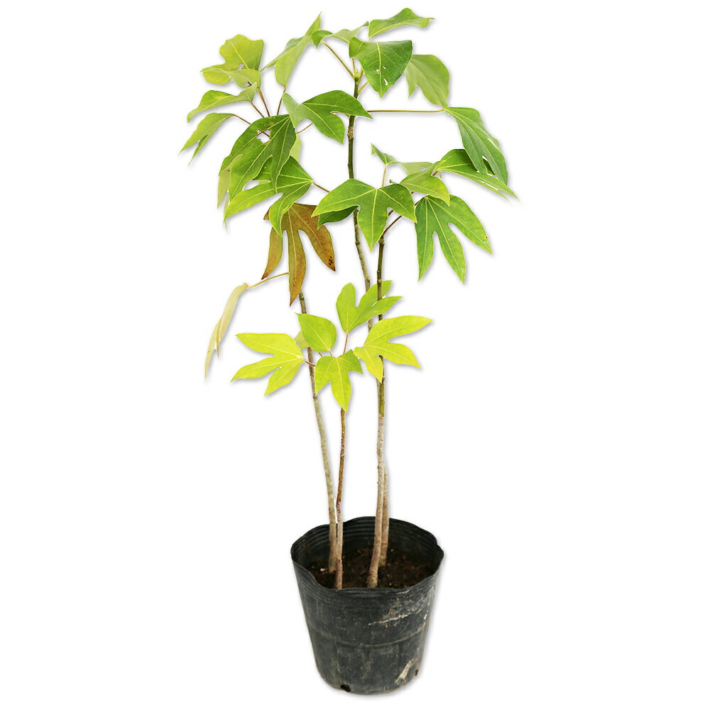 楽天市場】カクレミノ株立ちの通販