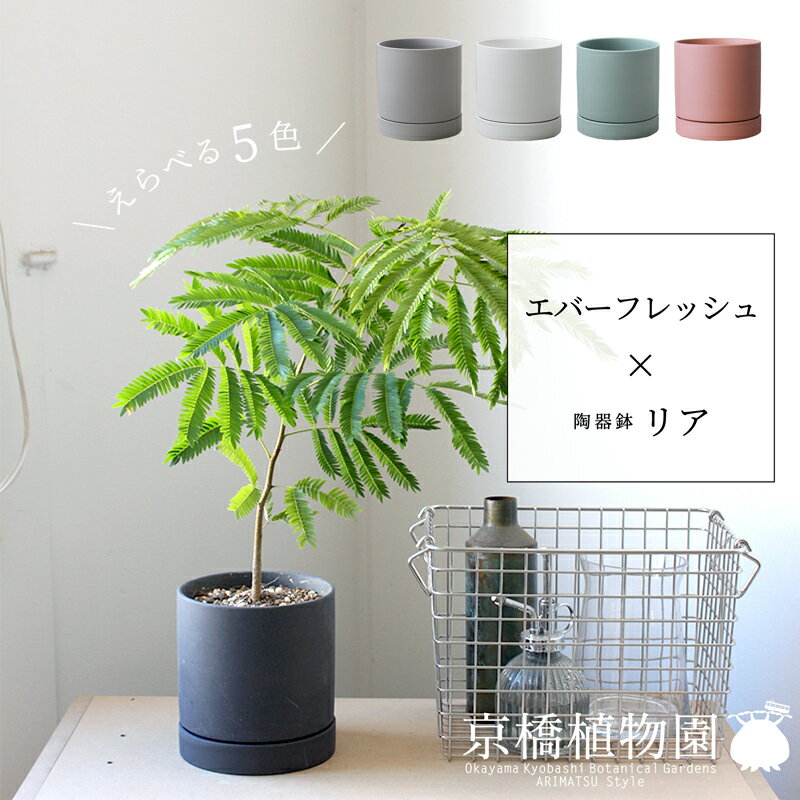 楽天市場】陶器鉢 エバーフレッシュの通販