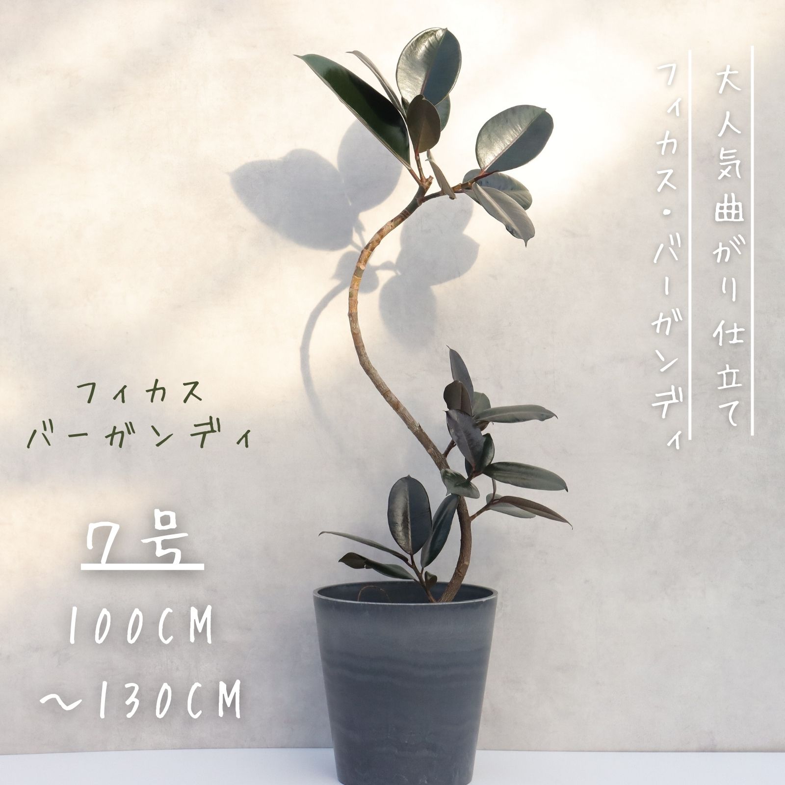 楽天市場】フィカス 希少（観葉植物｜花・観葉植物）：花・ガーデン