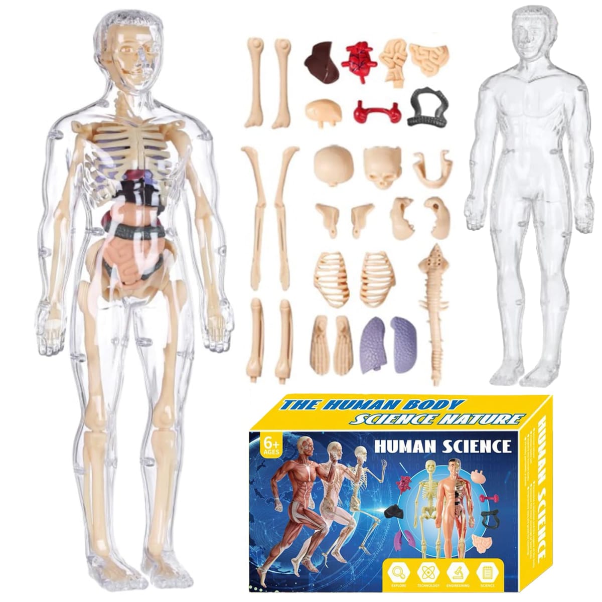 楽天市場】人体解剖 パズルの通販