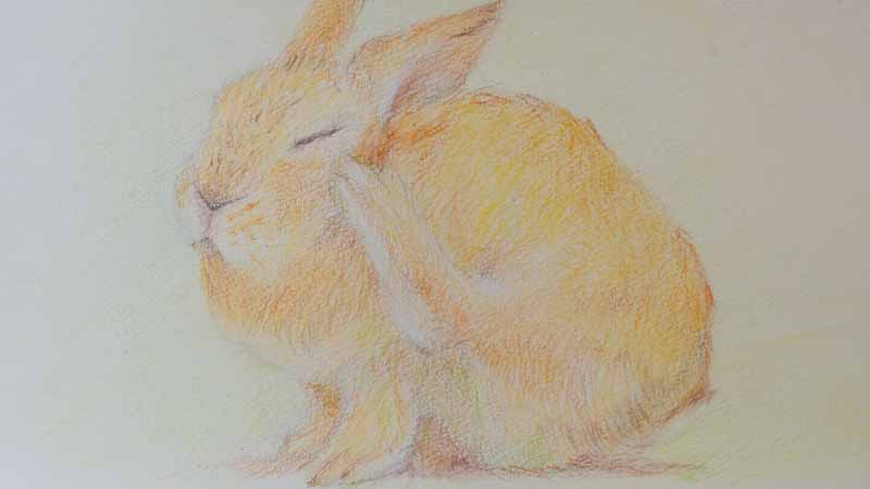 カラーでうさぎさんを描きました。｜木彫りうさぎのパパ。ティムのブログ