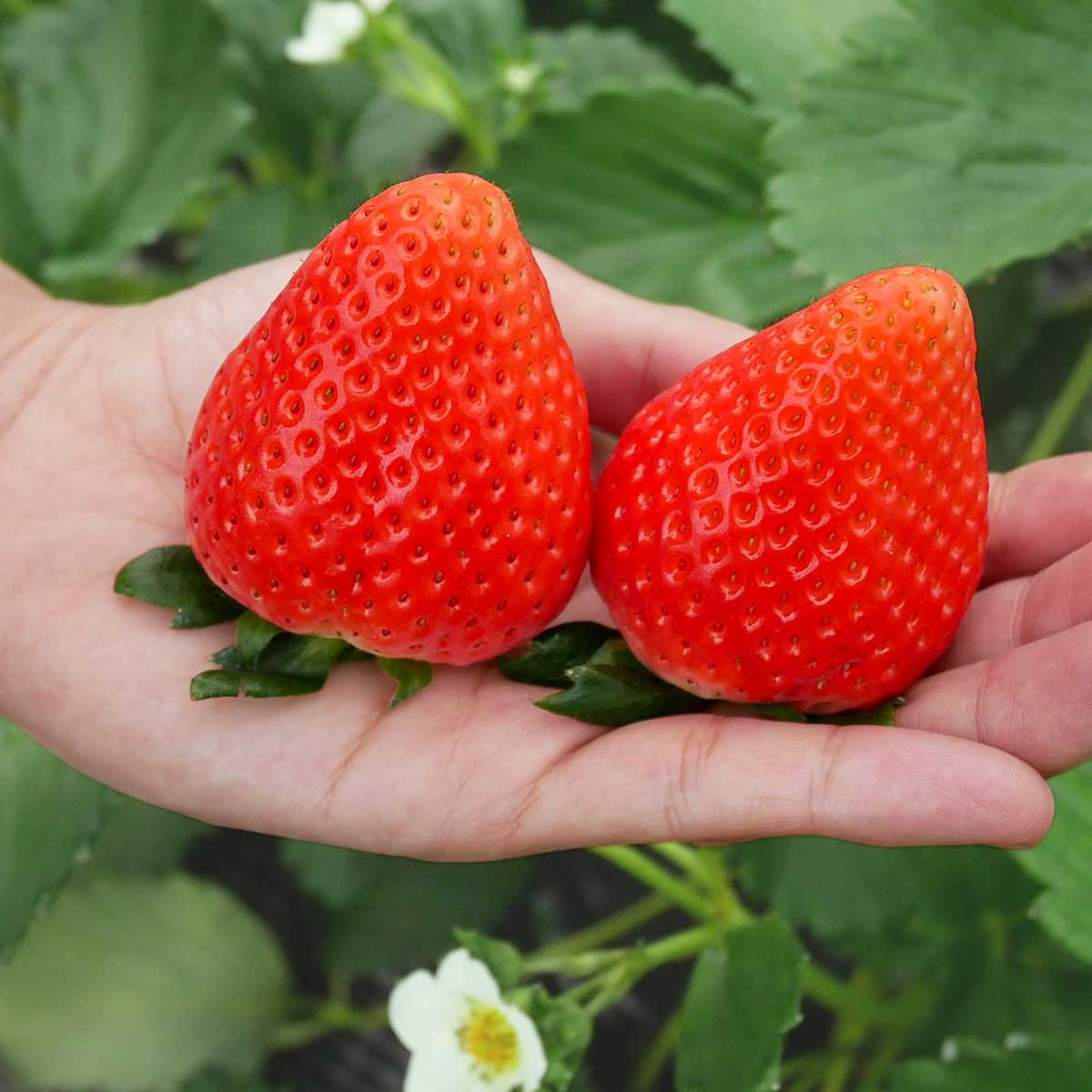 栃木県産】最上級SEクラス スカイベリー極大粒 900g（16粒から22粒