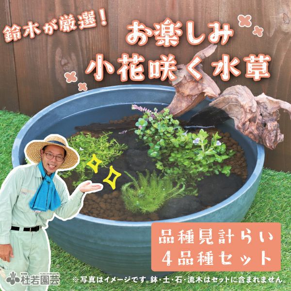 深鉢ダブル 飼育セット | 杜若園芸WEBショップ｜水草の生産販売【通販