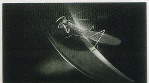 版画家7人のメゾチント: 雑感ノート mako