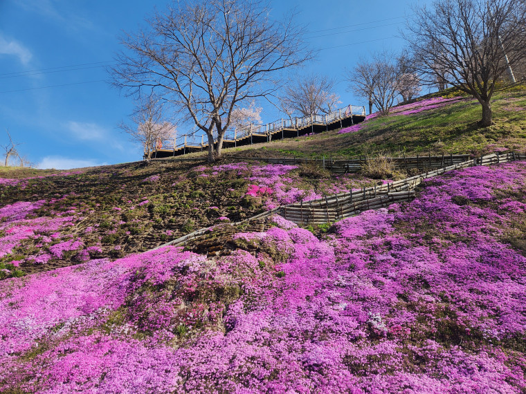 5月7日】新たな展望スポットでも桜が見頃です。｜北海道滝上町
