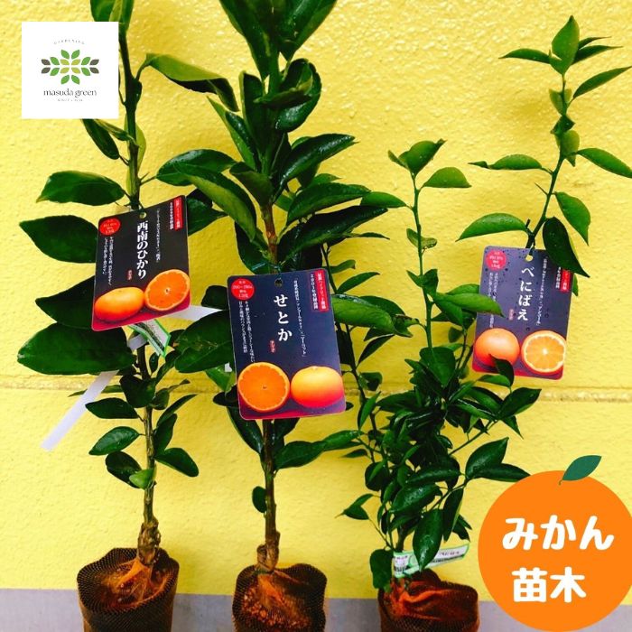 苗 せとか」の人気商品一覧 | 安い商品を通販サイトから探す - 価格.com