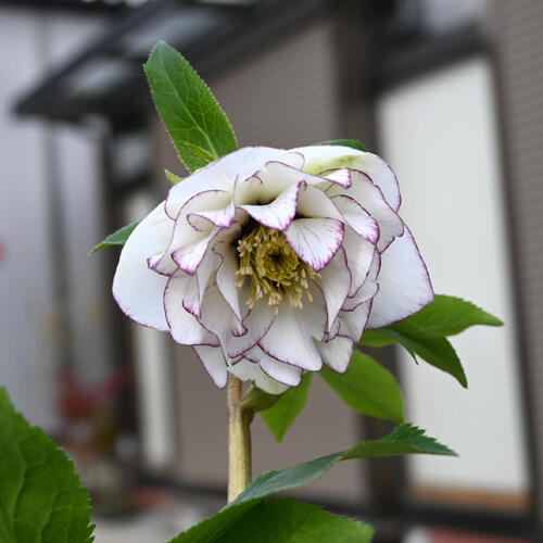 楽天市場】2026年NEW クリスマスローズ 苗 5号プラ鉢入り