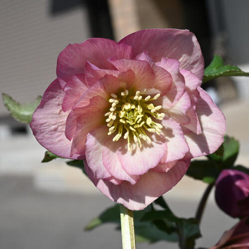 楽天市場】【現品】2025年3月開花 クリスマスローズ 苗 5号プラ鉢入り