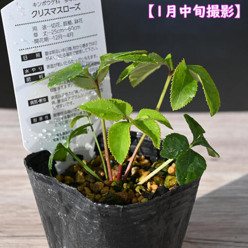 楽天市場】2023年新入荷苗 クリスマスローズ ダブル咲き ピンク系